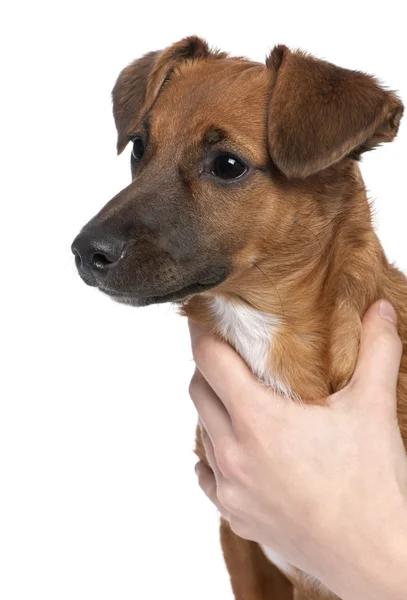Primer plano en un cachorro Bastardo marrón (6 meses de edad ) — Foto de Stock