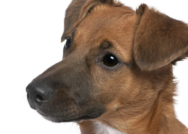 Primo piano su un cucciolo bastardo marrone (6 mesi) ) — Foto Stock