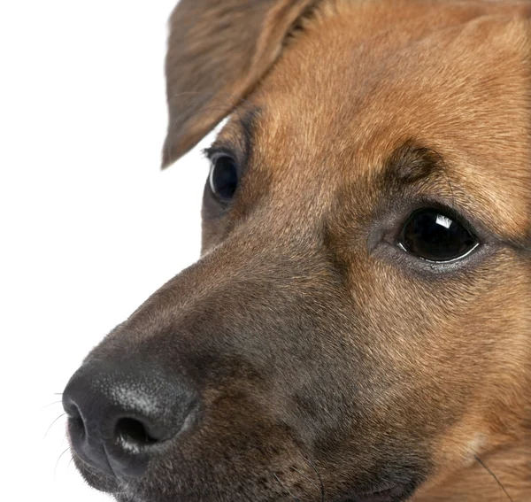 Close-up em um cachorro bastardo marrom (6 meses de idade ) — Fotografia de Stock