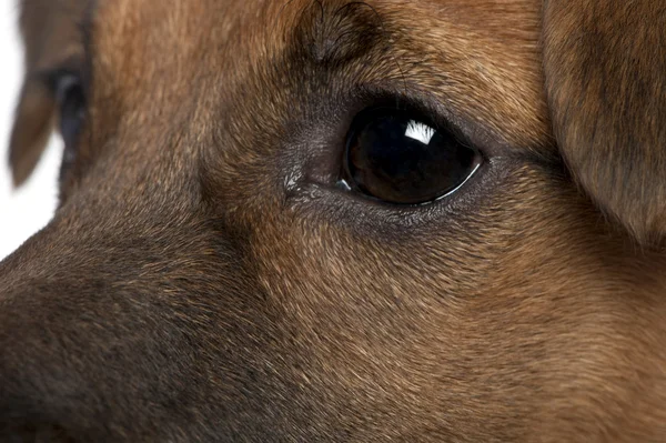 Kahverengi piç köpek yavrusu (6 aylık yakın çekim) — Stok fotoğraf