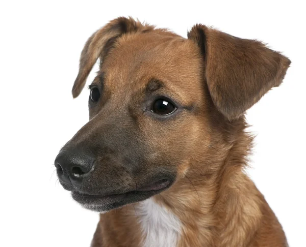 Close-up op een bruine Bastard pup (6 maanden oud) — Stockfoto