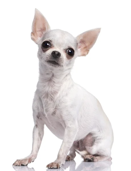 Chihuahua branco (3 anos ) — Fotografia de Stock