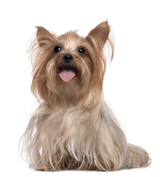 Yorkshire Terrier panting (3 years old) — Stock Photo, Image