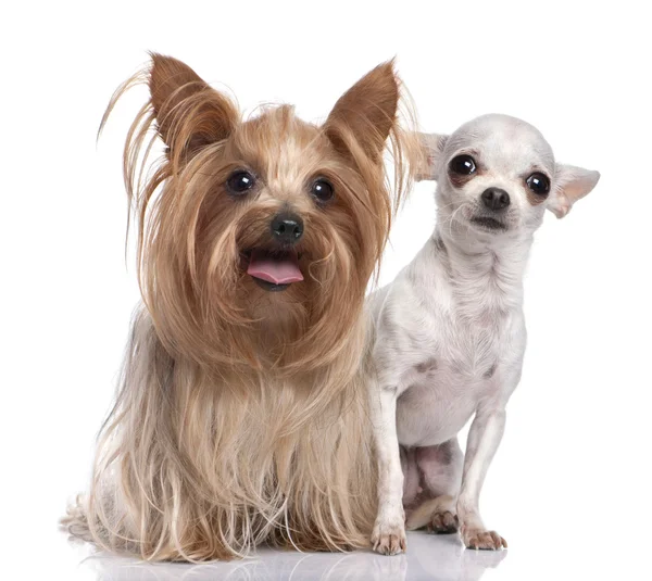 Pár psů: yorkšírský teriér a čivava — Stock fotografie