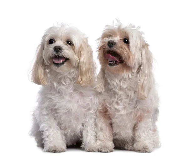 Dois cães malteses sentados e ofegantes (11 anos ) — Fotografia de Stock