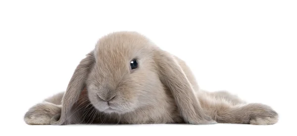 Brązowy królik kłamliwy w dół — Zdjęcie stockowe
