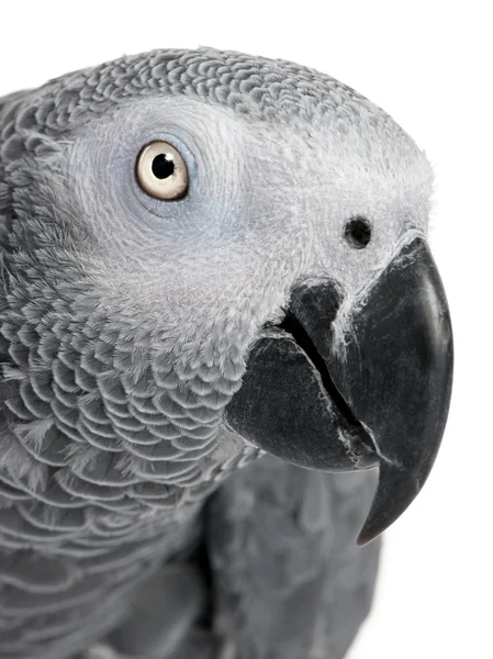 Крупный план головы африканского серого попугая — стоковое фото