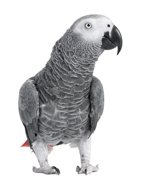 African Grey Parrot - Psittacus erithacus — Stock Photo, Image