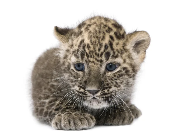 Perzsa leopárd kölyök (6 hét) — Stock Fotó
