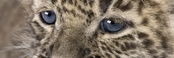 Zbliżenie na perski leopard Cub (6 tygodni) — Zdjęcie stockowe