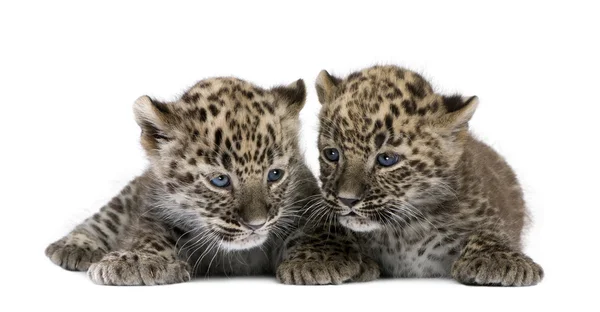 Perzisch-leopard Cub (6 weken) — Stockfoto