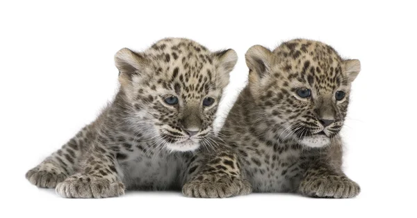 Persischer Leopard (6 Wochen)) — Stockfoto