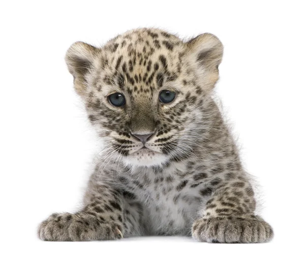 Куб персидского леопарда (6 недель) ) — стоковое фото