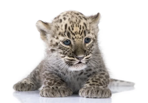 Cubo de leopardo persa (6 semanas ) — Fotografia de Stock