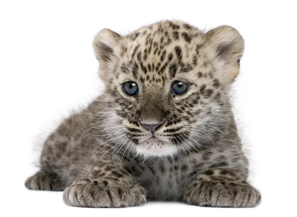 Perzsa leopárd kölyök (6 hét) — Stock Fotó
