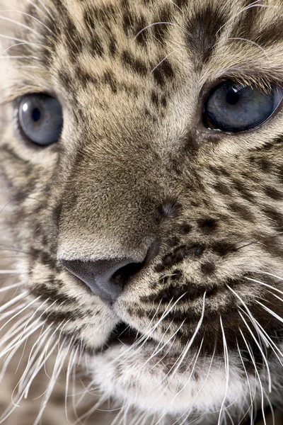 Close-up em um filhote de leopardo persa (6 semanas ) — Fotografia de Stock