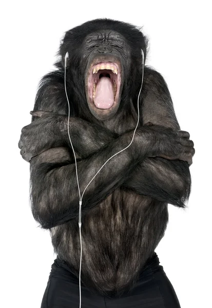 stock image Monkey listening music