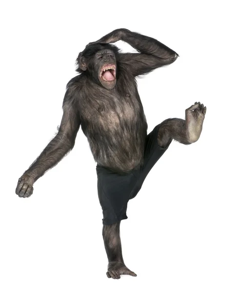 Monkey monkeying and screaming on one foot — Stock Photo, Image