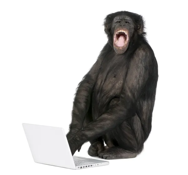 Monkey playing with a laptop — Stock Photo, Image