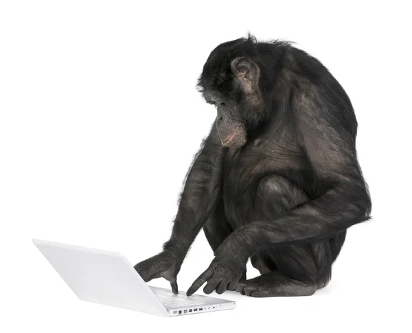 猿はラップトップで遊んで — ストック写真
