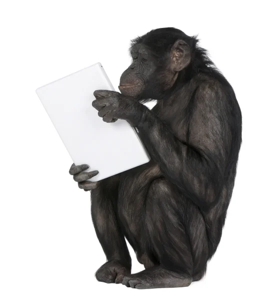 猴子玩着一台笔记本电脑 — 图库照片