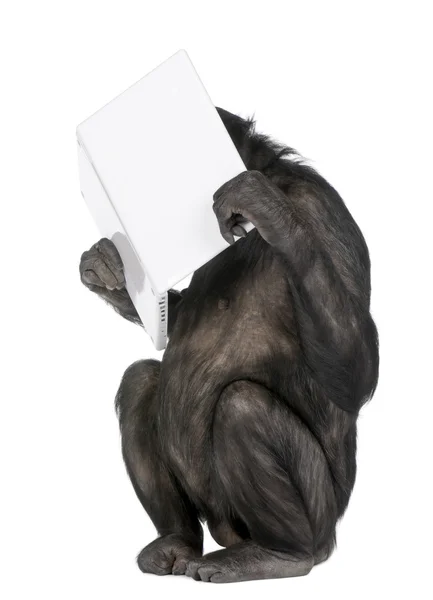 Macaco brincando com um laptop — Fotografia de Stock