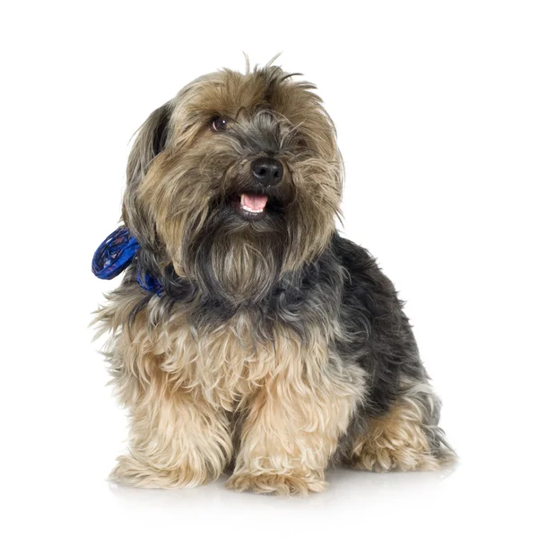 Yorkshire Terrier Stock Picture