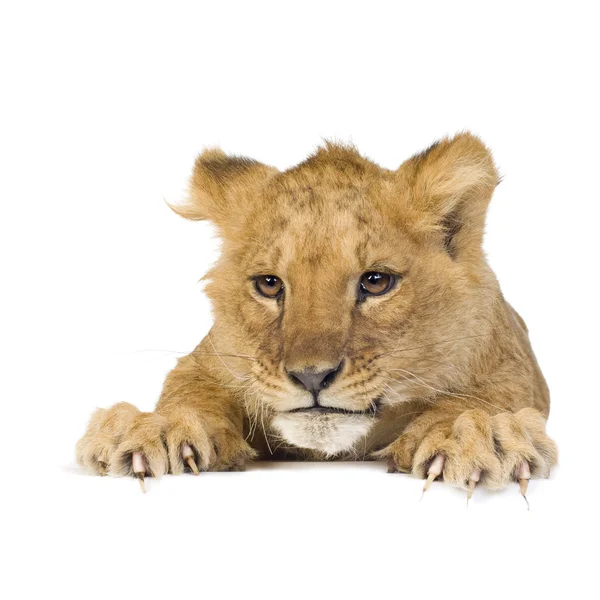 Lion Cub (5 months) Royalty Free Stock Images