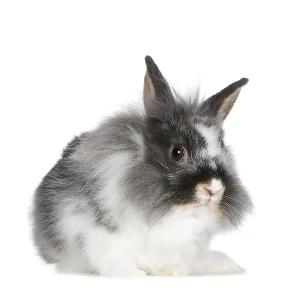 Rabbit Stock Picture