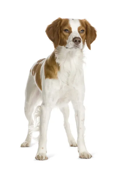 Brittany Spaniel Stock Photos Royalty Free Images Depositphotos