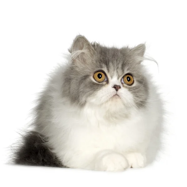 Persian cat Stock Photos, Royalty Free Persian cat Images | Depositphotos