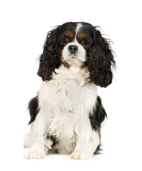 Cavalier King Charles Spaniel (6 years) — Stock Image Cavalier King Charles Spaniel (6 years) Stock Image