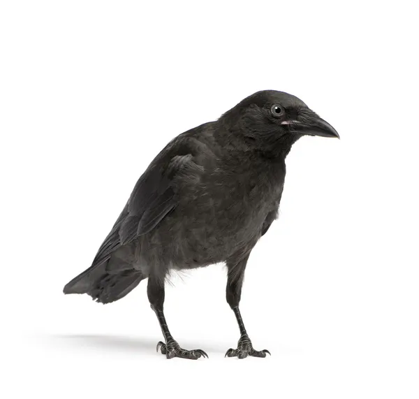 Jeune corbeau charognard - Corvus corone (3 mois ) Images De Stock Libres De Droits