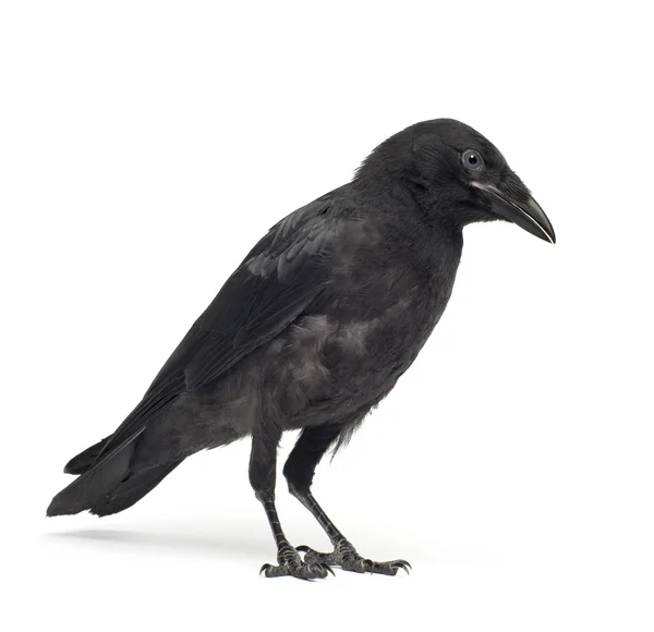 Jeune corbeau charognard - Corvus corone (3 mois ) Photos De Stock Libres De Droits