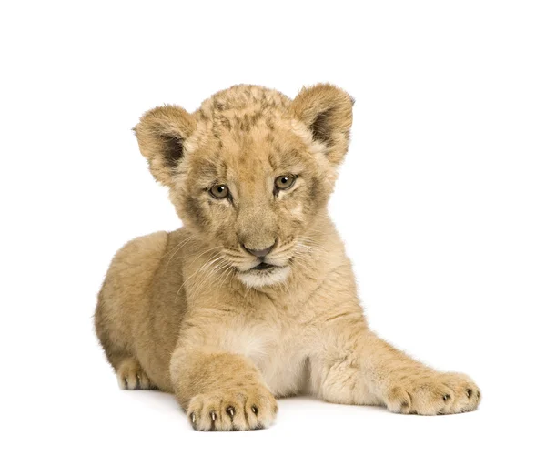 Lion Cub (8 weeks) Royalty Free Stock Images