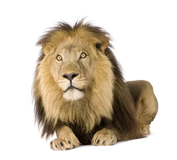 lion png free download  lions with white background PNG image with  transparent background  TOPpng