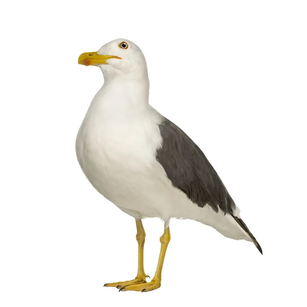 Herring Gull - Larus argentatus (3 years) — Stock Photo, Image