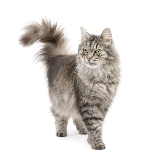 Crossbreed Siberian cat and persian cat Stock Image