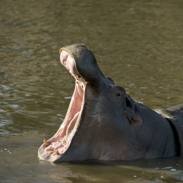 Hippopotamus Stock Image