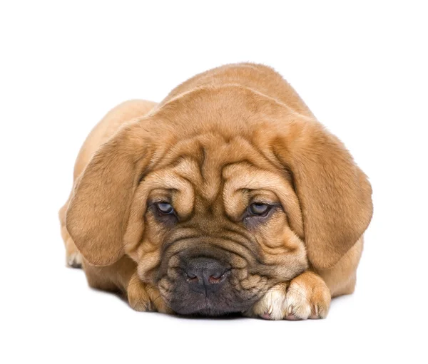 Dogue de Bordeaux puppy (2 months) Stock Picture