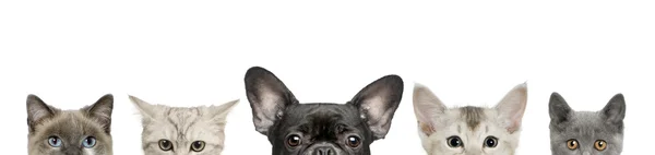 Vista ritagliata della testa del cane e delle teste del gatto davanti allo sfondo bianco, ripresa in studio Foto Stock