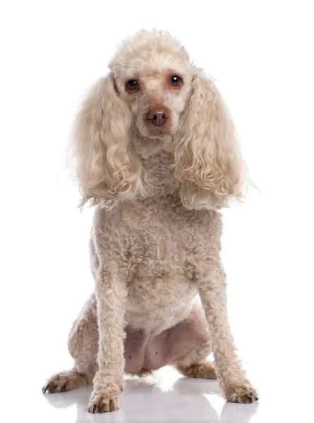 Old Poodle sitting (13 years old) Royalty Free Stock Images