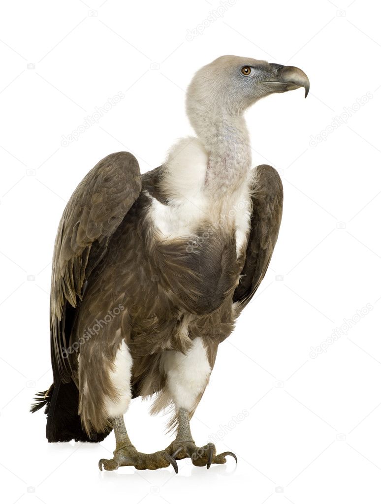 Griffon Vulture - Gyps fulvus Stock Photo by ©lifeonwhite 10870527