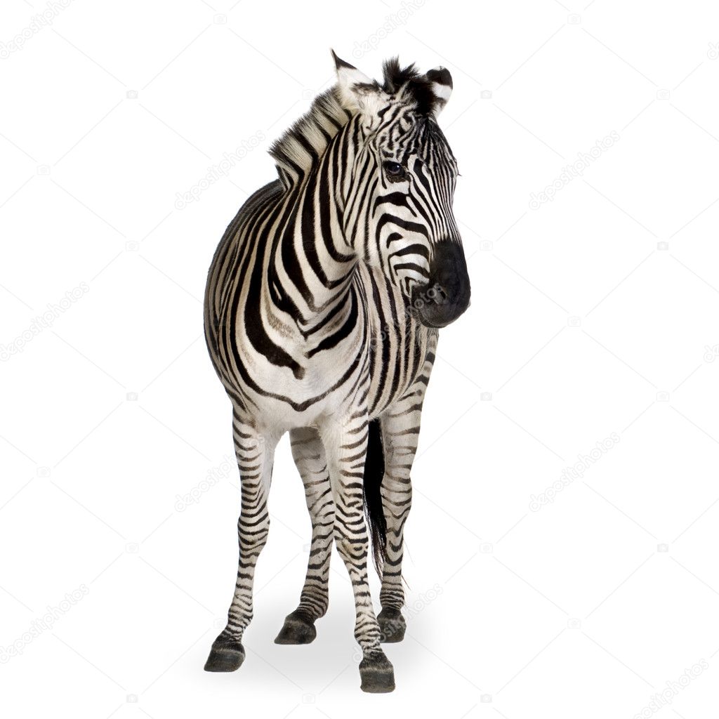 Zebra — Stock Photo © lifeonwhite 10870746