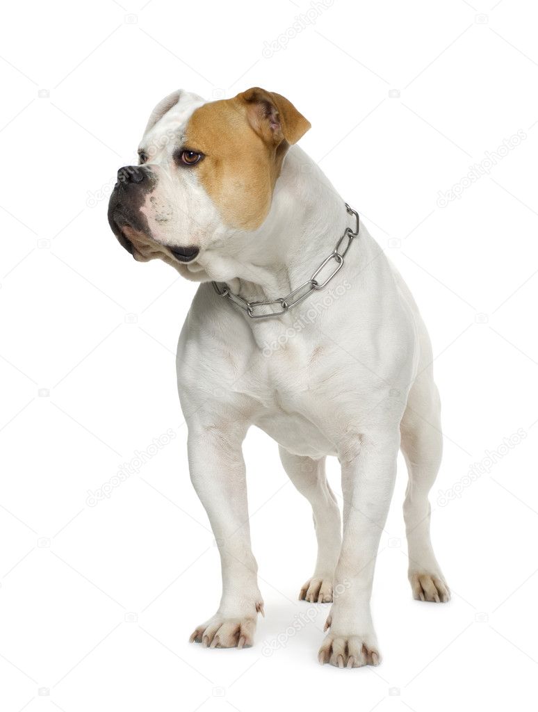 American Bulldog (4 years)