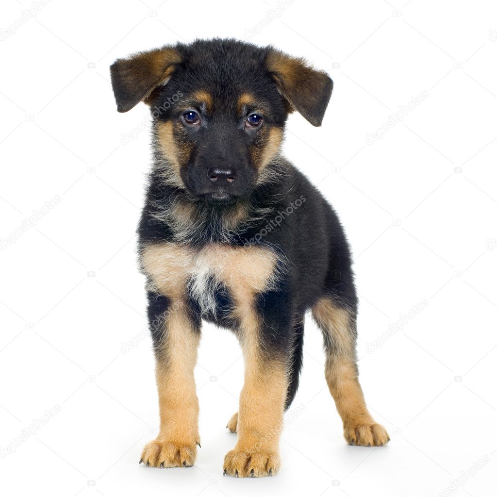 German shepherd (7 weeks) alsatian, police dog