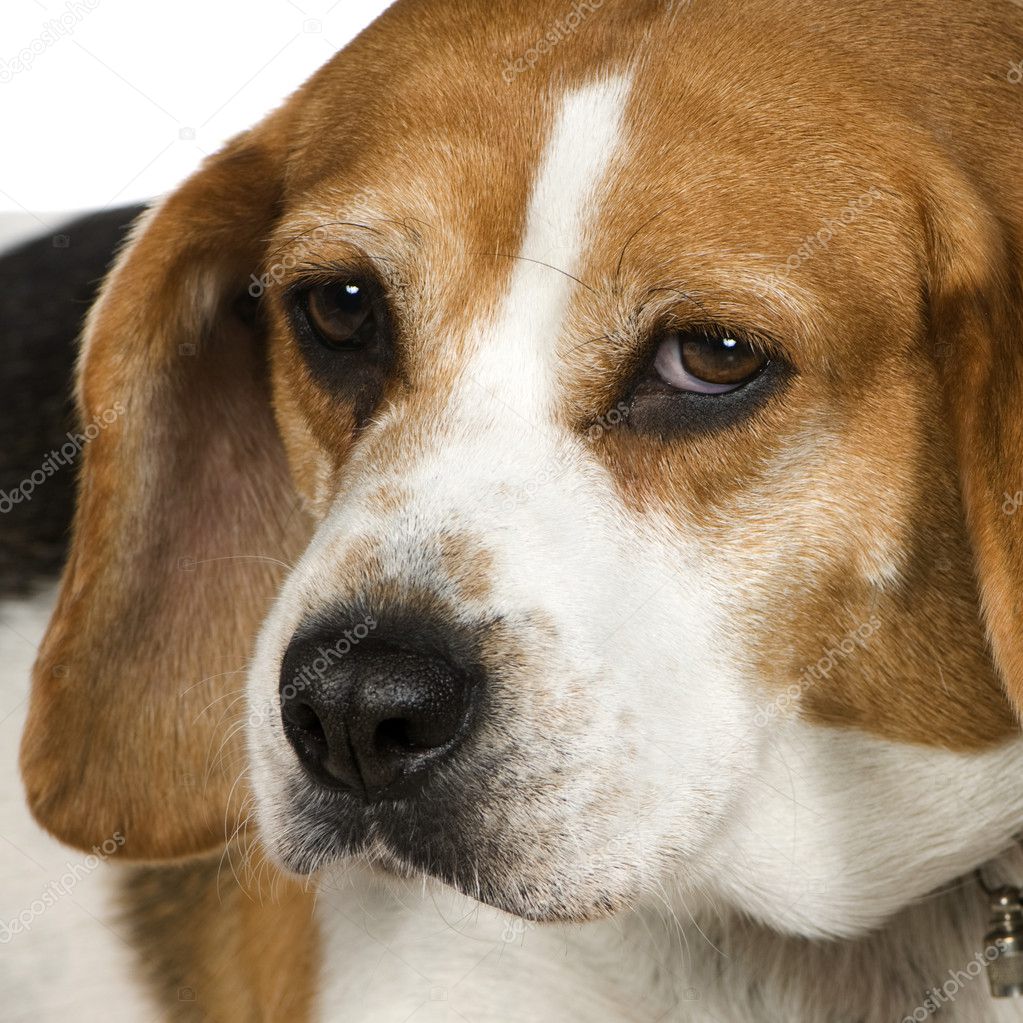 Beagle (3 years)