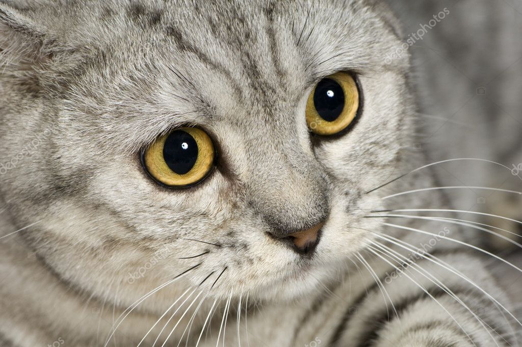 Brazilian Shorthair Cat Stock Photo C Lifeonwhite 10871030