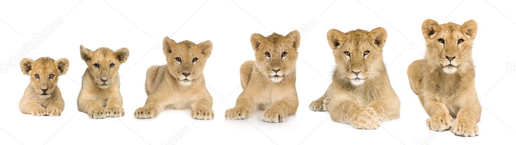Lion cub growing from 3 to 9 months in front of a white backgrou