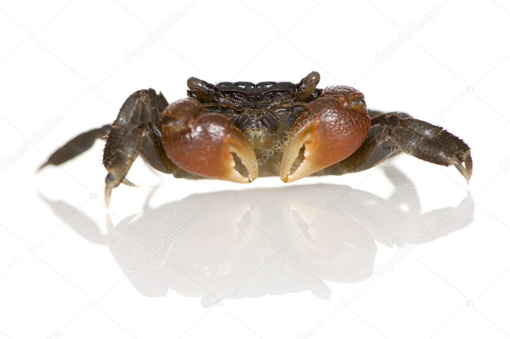 psykologisk scaring Rejsende købmand Red-clawed crab - Perisesarma bidens Stock Photo by ©lifeonwhite 10871877